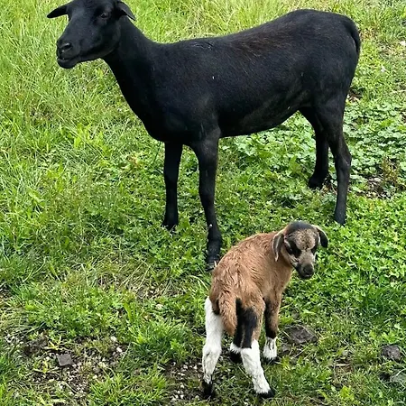Omg Obermoesingergut Christkindl 아파트