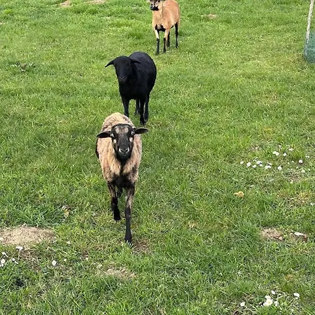 Omg Obermoesingergut Christkindl 아파트 슈타이어