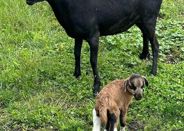 Omg Obermoesingergut Christkindl Διαμέρισμα