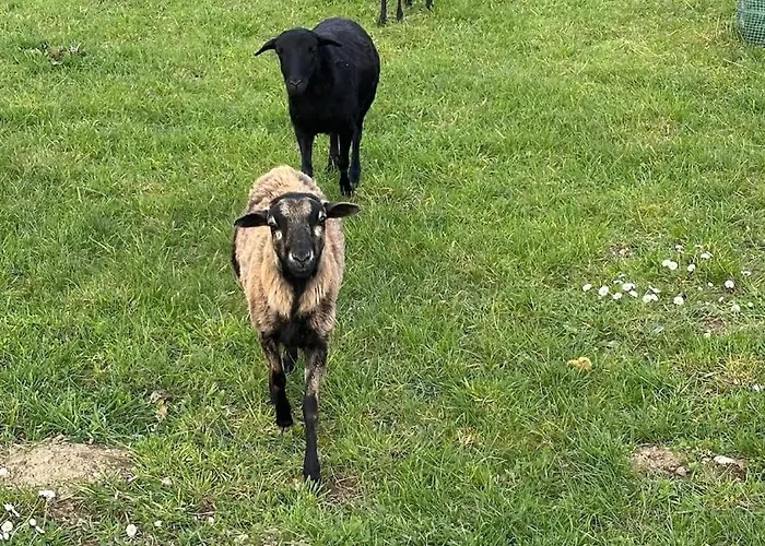 Omg Obermoesingergut Christkindl Apartment Steyr